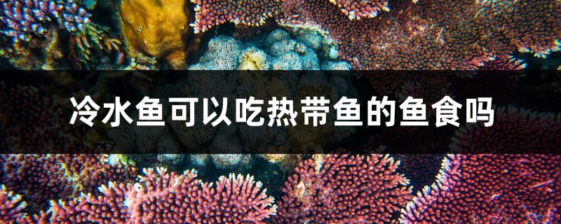 冷水魚(yú)可以吃熱帶魚(yú)的魚(yú)食嗎