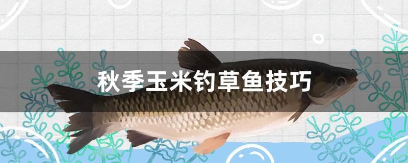 秋季玉米釣草魚技巧