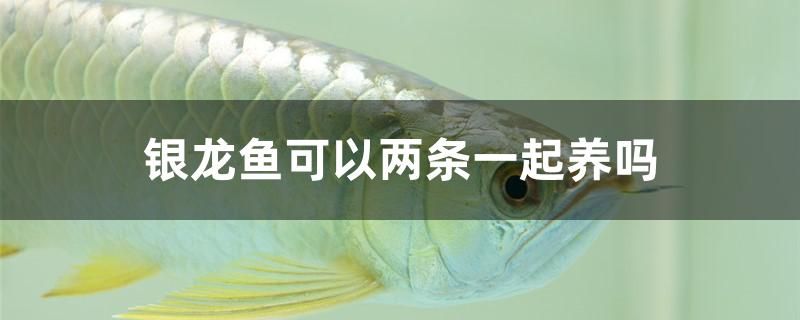 銀龍魚可以兩條一起養(yǎng)嗎 祥龍金禾金龍魚