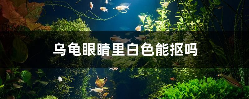 烏龜眼睛里白色能摳嗎 野彩魚