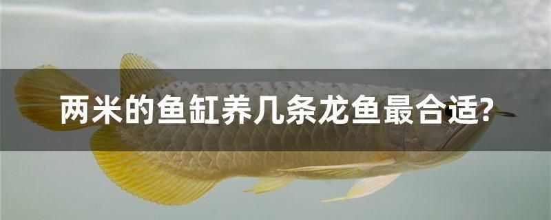 兩米的魚缸養(yǎng)幾條龍魚最合適？ 黃金貓魚百科