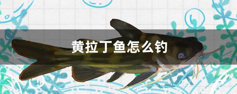 黃拉丁魚怎么釣