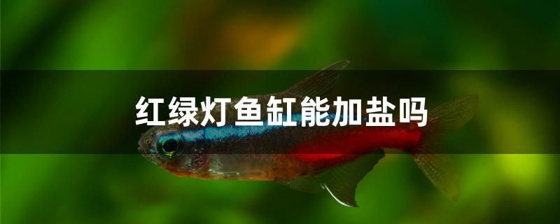 紅綠燈魚缸能加鹽嗎