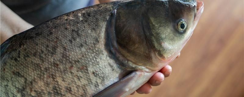 大頭魚能釣嗎怎么釣