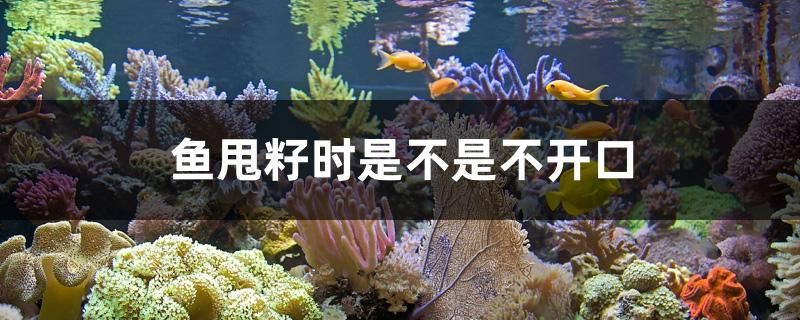 魚甩籽時(shí)是不是不開口 熱帶魚魚苗批發(fā)