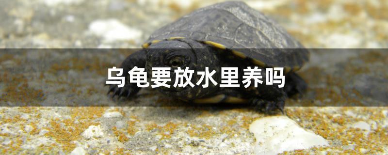 烏龜要放水里養(yǎng)嗎