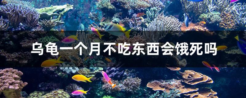 烏龜一個(gè)月不吃東西會(huì)餓死嗎