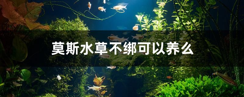 莫斯水草不綁可以養(yǎng)么 水族用品