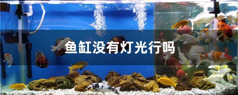 魚缸沒有燈光行嗎 女王大帆魚