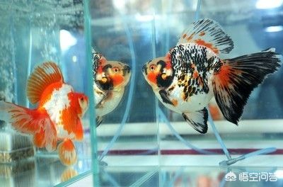 魚缸怎么保證水質(zhì)干凈呢圖片（怎么保持好魚缸水質(zhì)）