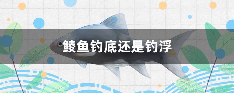 鯪魚(yú)釣底還是釣浮