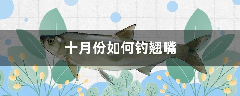 十月份如何釣翹嘴 細(xì)線銀板魚苗