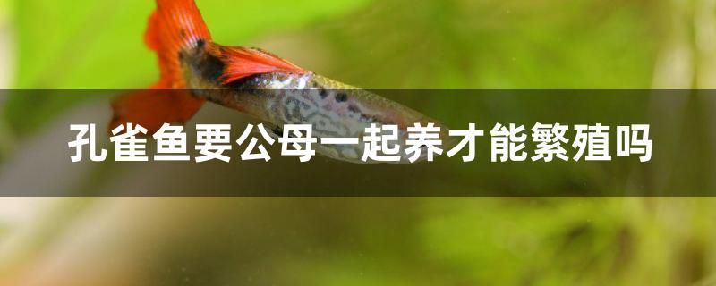 孔雀魚要公母一起養(yǎng)才能繁殖嗎 福虎/異型虎魚/純色虎魚