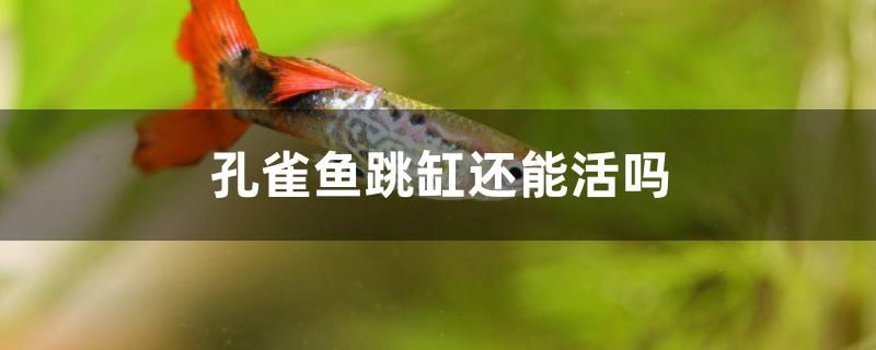 孔雀魚跳缸還能活嗎 祥龍龍魚專用水族燈