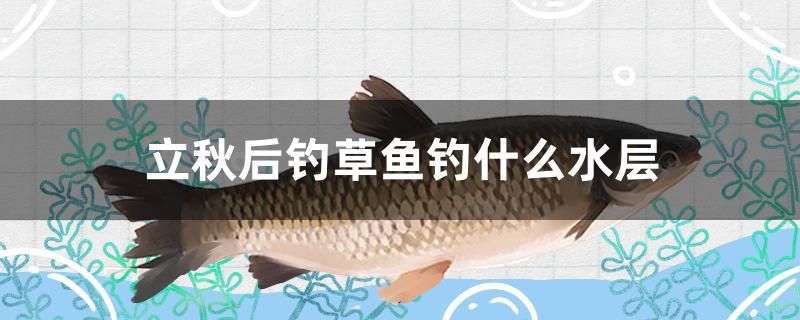 立秋后釣草魚釣什么水層 泰國虎魚（泰虎）