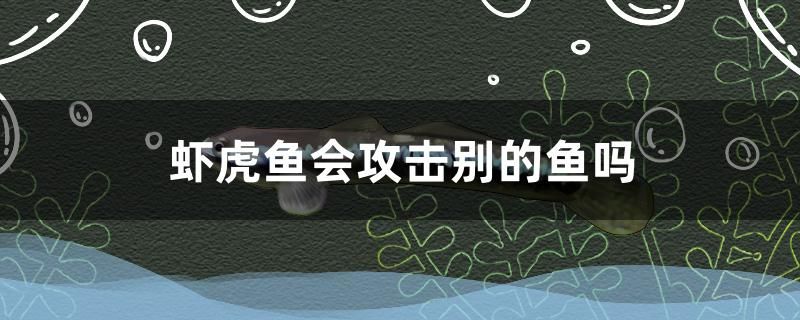 蝦虎魚會攻擊別的魚嗎 翡翠鳳凰魚