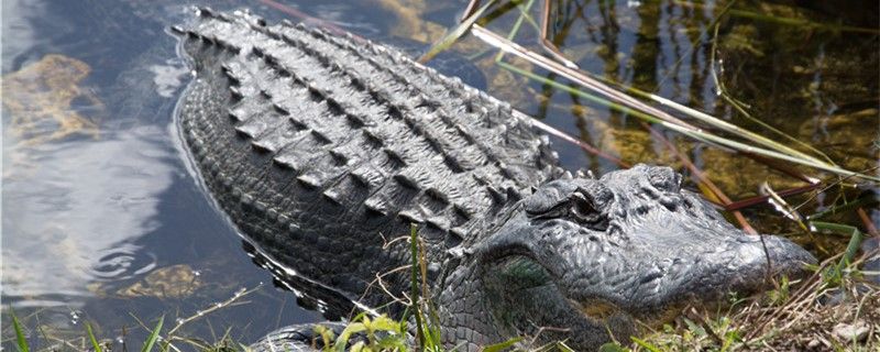 鱷魚怕水獺嗎為什么怕水獺