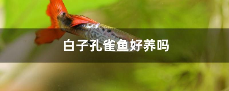 白子孔雀魚好養(yǎng)嗎 虎魚百科