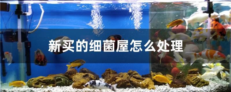 新買(mǎi)的細(xì)菌屋怎么處理 iwish愛(ài)唯希品牌魚(yú)缸