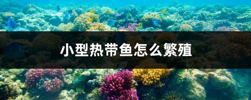 小型熱帶魚(yú)怎么繁殖