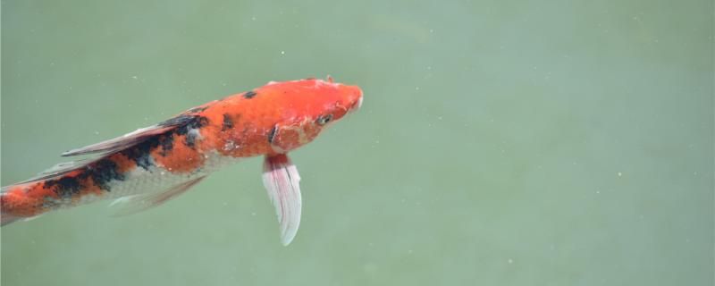 怎么讓錦鯉不吃睡蓮養(yǎng)錦鯉種什么水草 金三間魚