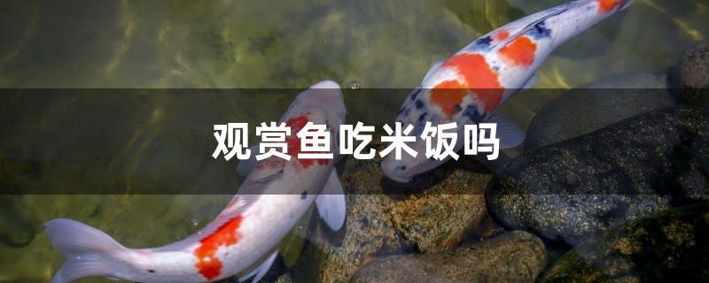 觀賞魚吃米飯嗎