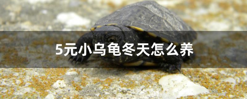 5元小烏龜冬天怎么養(yǎng) 黑桃A魚苗