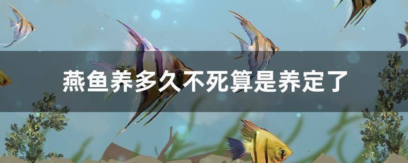 燕魚養(yǎng)多久不死算是養(yǎng)定了 魟魚相關(guān)