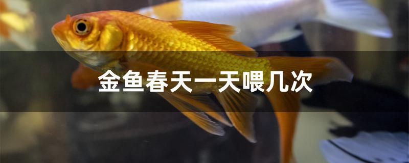 金魚春天一天喂幾次 水族用品