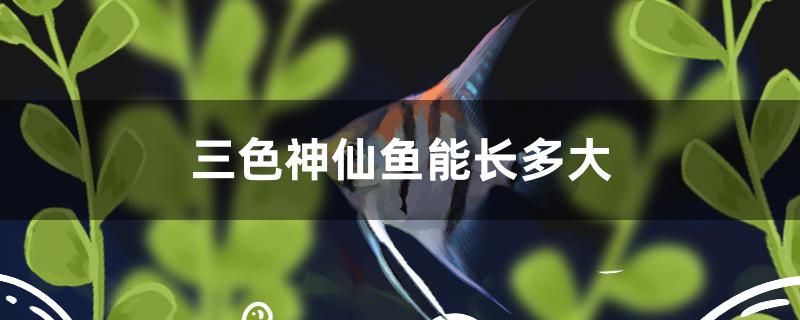 三色神仙魚(yú)能長(zhǎng)多大 杰西卡恐龍魚(yú)