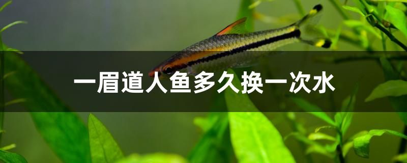 一眉道人魚多久換一次水 海水魚（海水魚批發(fā)）