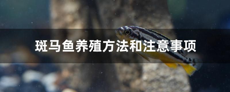 斑馬魚(yú)養(yǎng)殖方法和注意事項(xiàng) 帝王迷宮魚(yú)