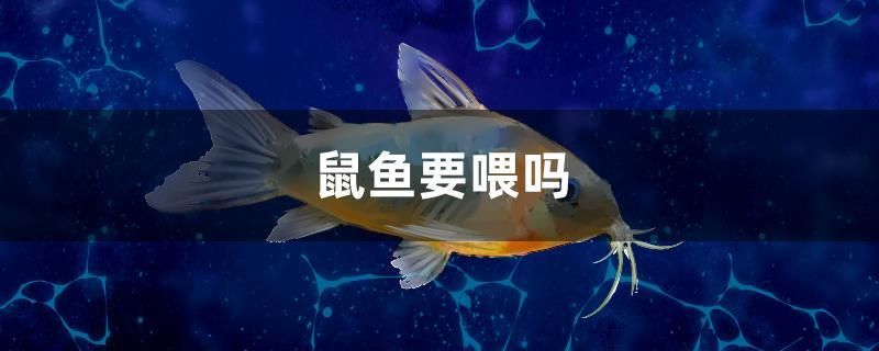 鼠魚要喂嗎 白子紅龍魚