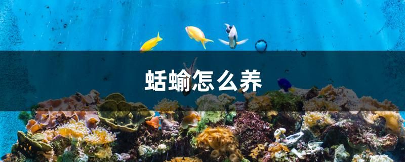 蛞蝓怎么養(yǎng)