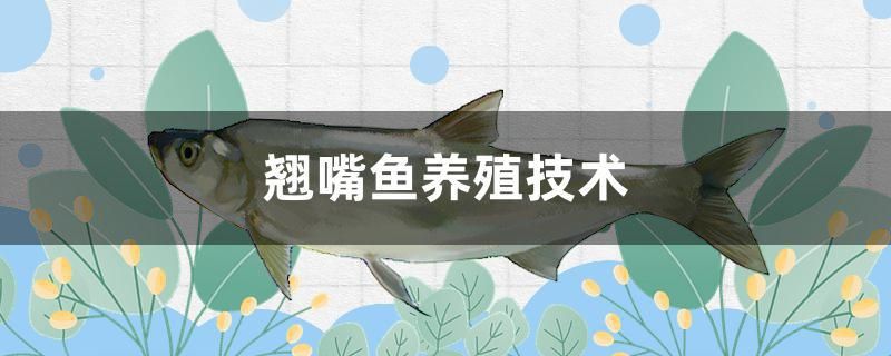 翹嘴魚養(yǎng)殖技術(shù) 白子紅龍魚