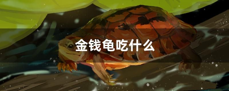 金錢龜吃什么 一眉道人魚苗