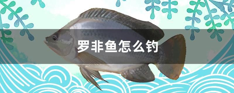 羅非魚怎么釣 魚缸風(fēng)水