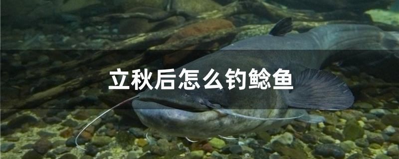 立秋后怎么釣鯰魚