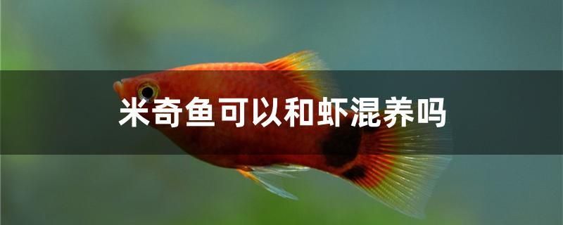 米奇魚可以和蝦混養(yǎng)嗎 水草