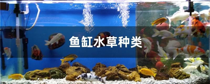 魚(yú)缸水草種類(lèi)有哪些