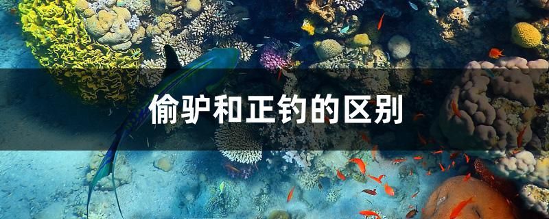 偷驢和正釣的區(qū)別