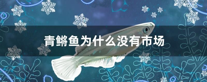 青鳉魚為什么沒(méi)有市場(chǎng) 金老虎魚