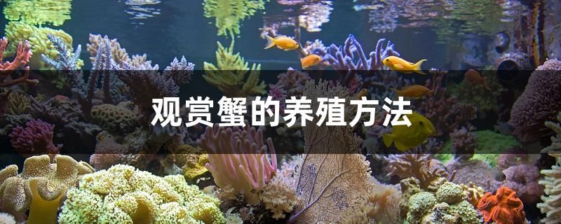 觀賞蟹的養(yǎng)殖方法 野生地圖魚