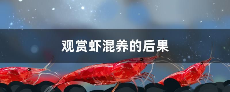 麗水哪里有魚缸賣呀圖片大全價格（麗水水族批發(fā)市場）