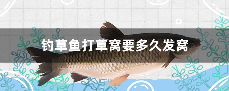 釣草魚打草窩要多久發(fā)窩