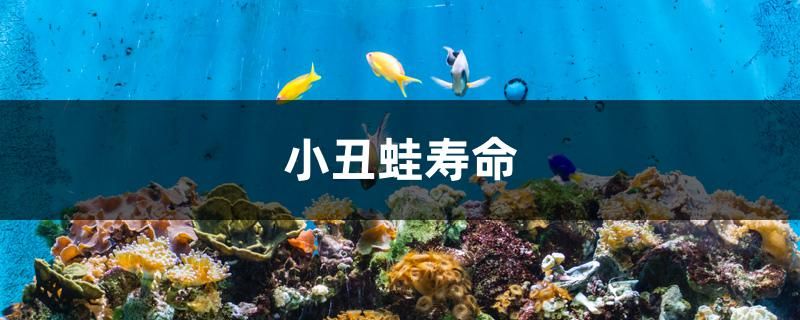 小丑蛙壽命 非洲金鼓魚(yú)