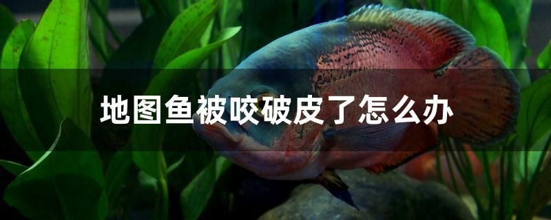 地圖魚被咬破皮了怎么辦