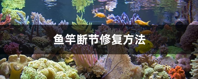 魚(yú)竿斷節(jié)修復(fù)方法 白子黃化銀龍魚(yú)