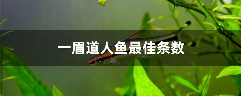 一眉道人魚最佳條數(shù) 野生埃及神仙魚