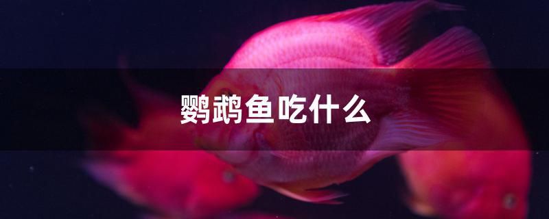 鸚鵡魚吃什么